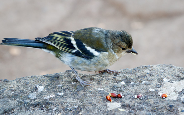 Herby-Lamb-Gyoza-Nasci-Pear-Leek-Salad-2