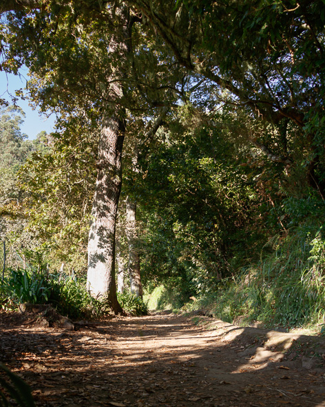 Herby-Lamb-Gyoza-Nasci-Pear-Leek-Salad-4